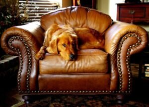 Materials You Need To Clean Your Leather Furniture