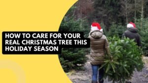 How To Care For Your Real Christmas Tree This Holiday Season